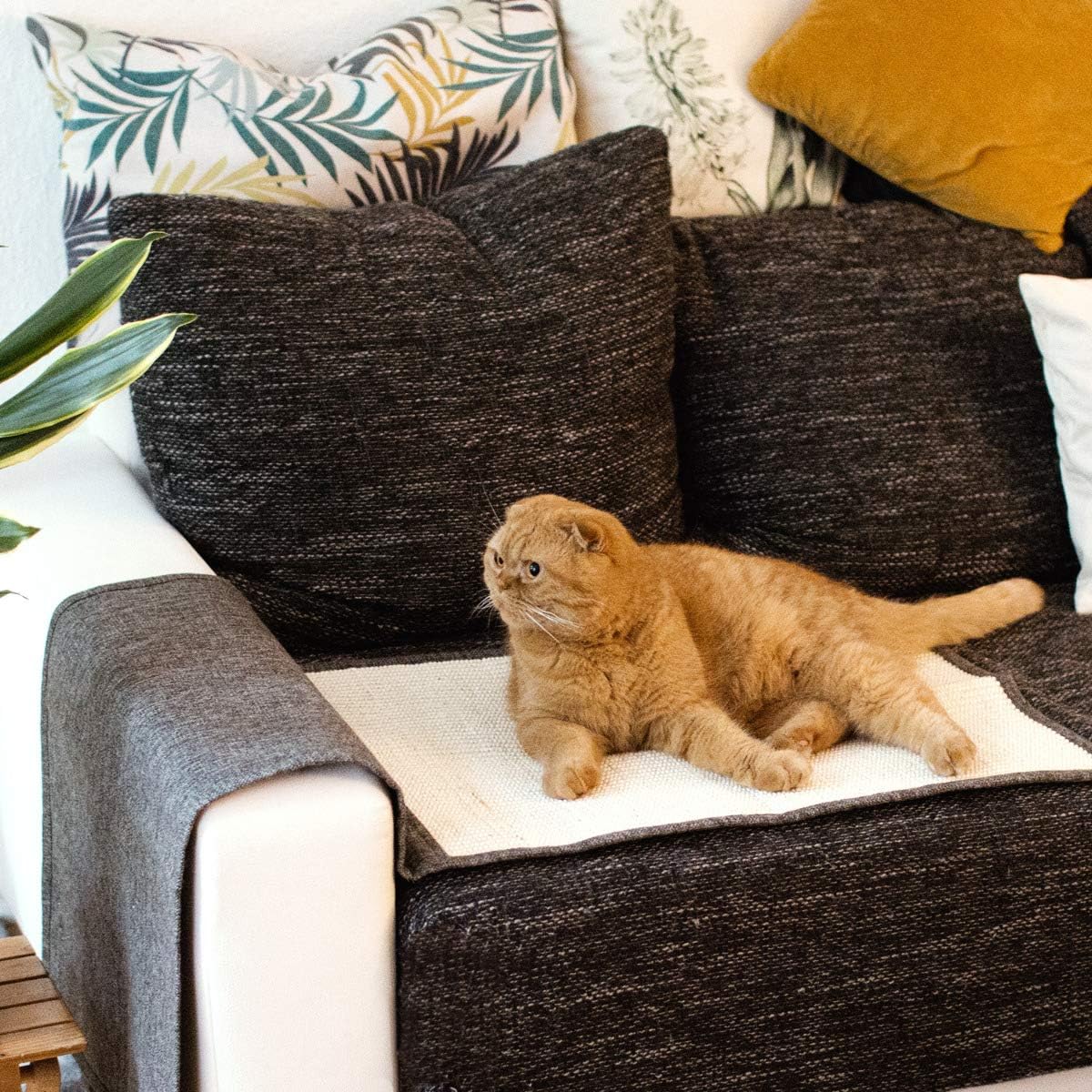 Tapis sisal premium pour chaton joueurs intérieur luxe.
