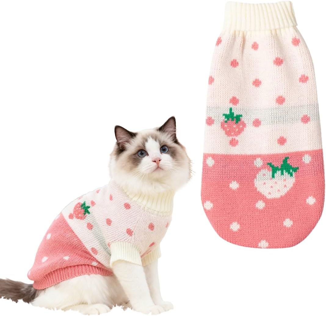 chaton portant un pull hiver design doux