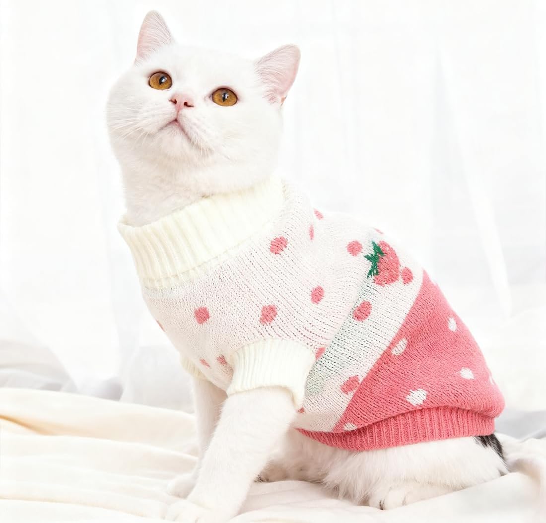 chat portant un pull en laine multicolore luxe