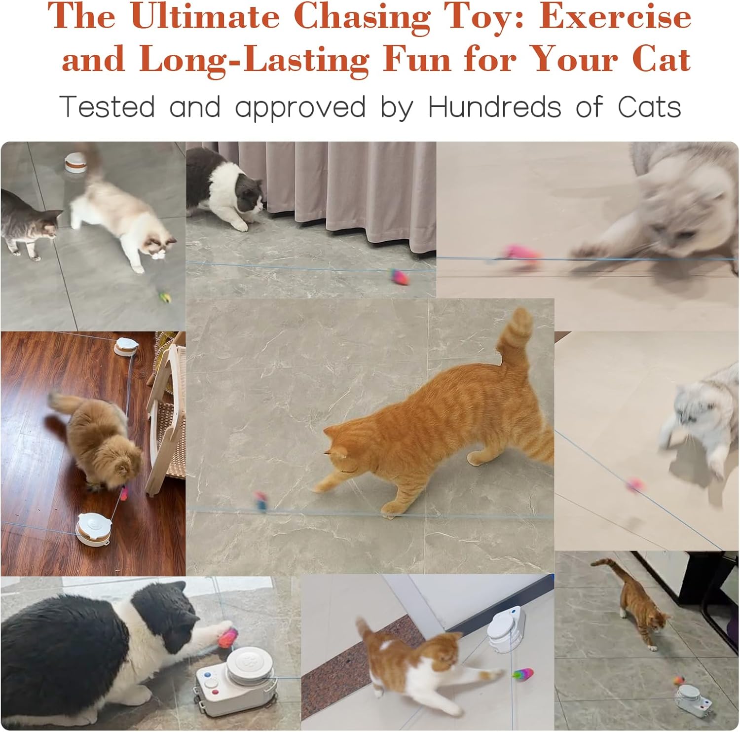Jouet de chasse stimulant pour chatons toutes races design sophistiqué.