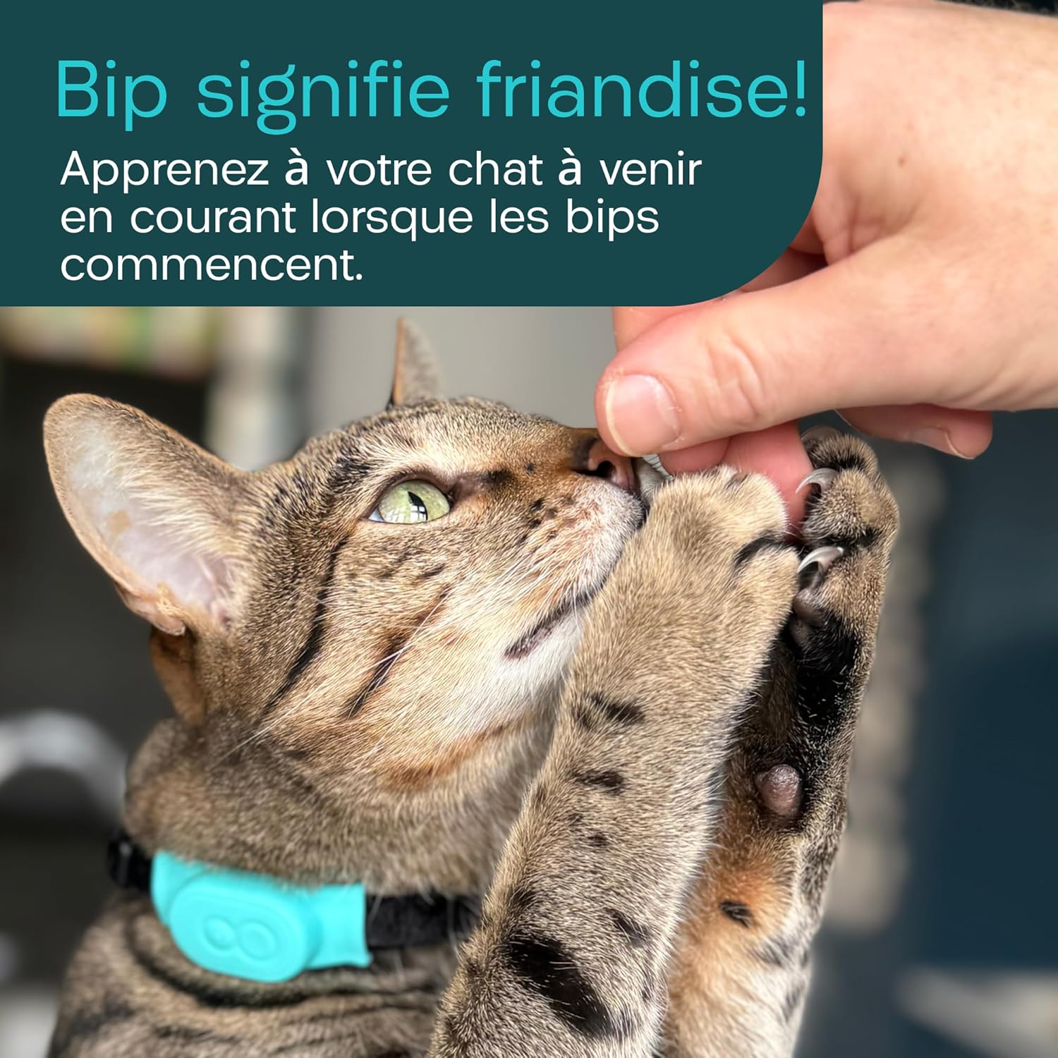 Traceur Tabcat V2 design raffiné félin pour chat et chaton.