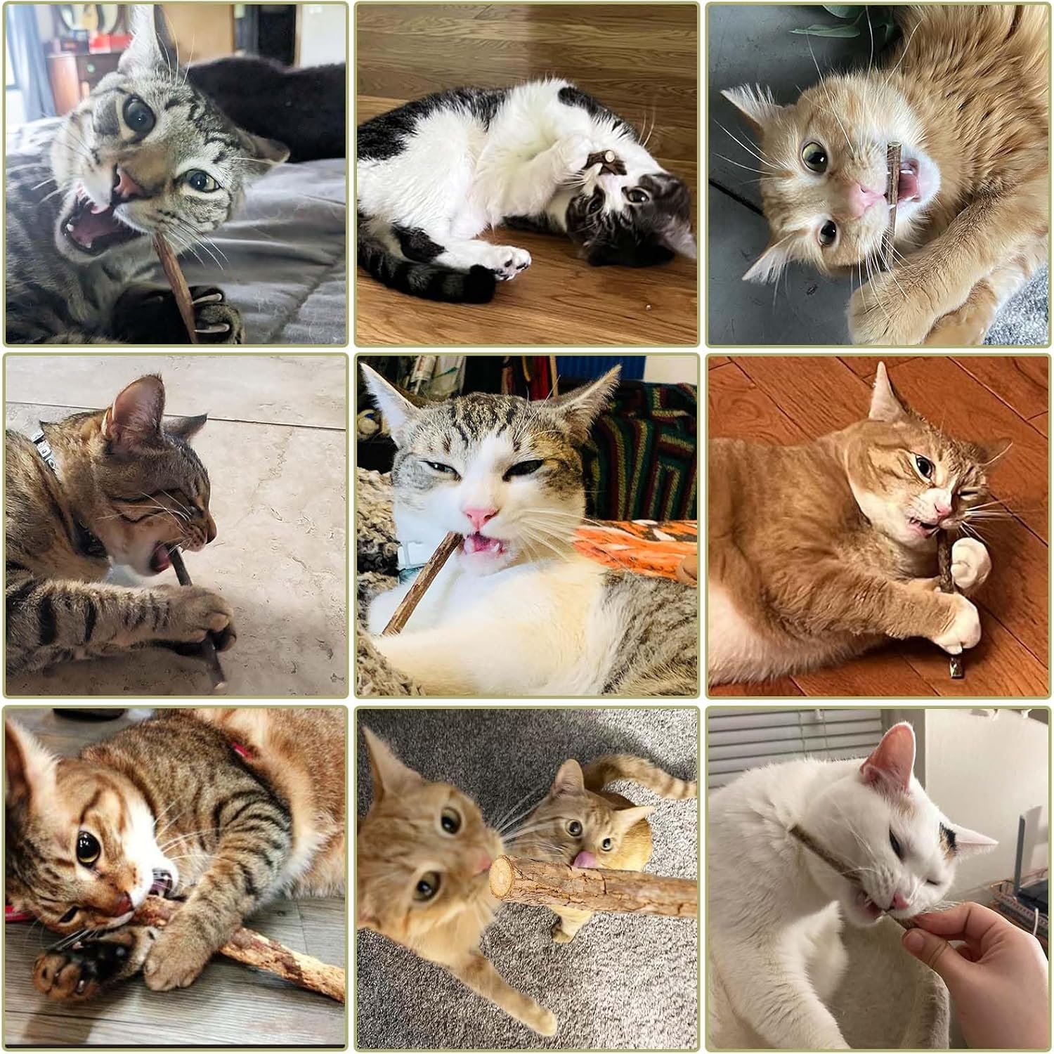 Lot de 30 bâtons molaires pour chat naturel, jouet à mâcher premium.