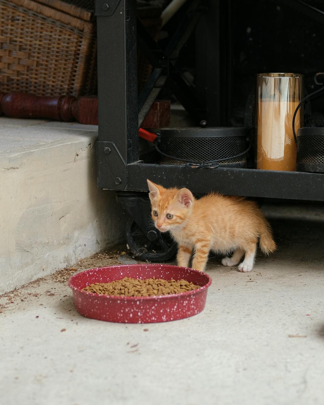 Alimentation équilibrée pour chat exigeant Royal Canin