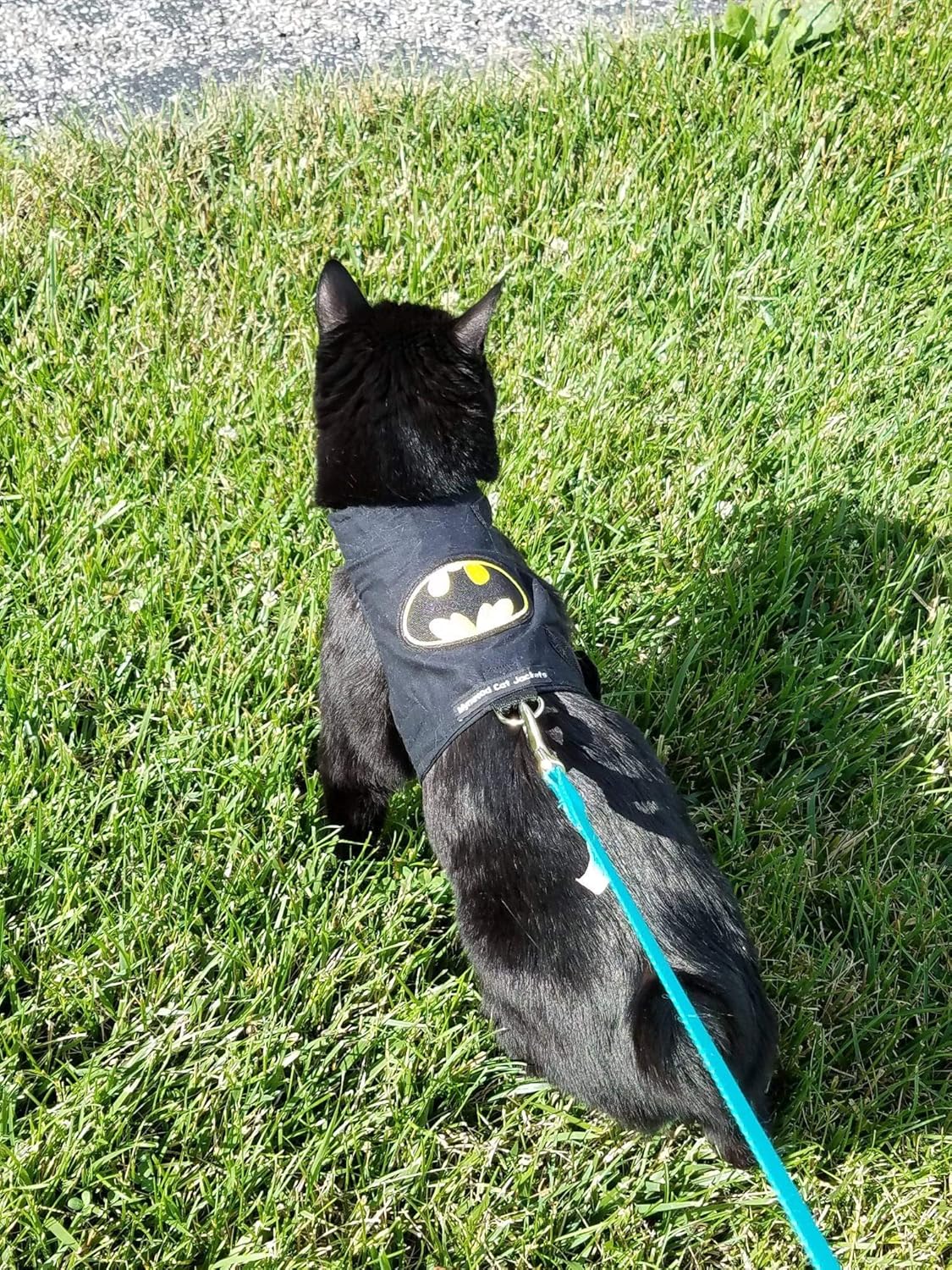 Harnais chat Batman noir