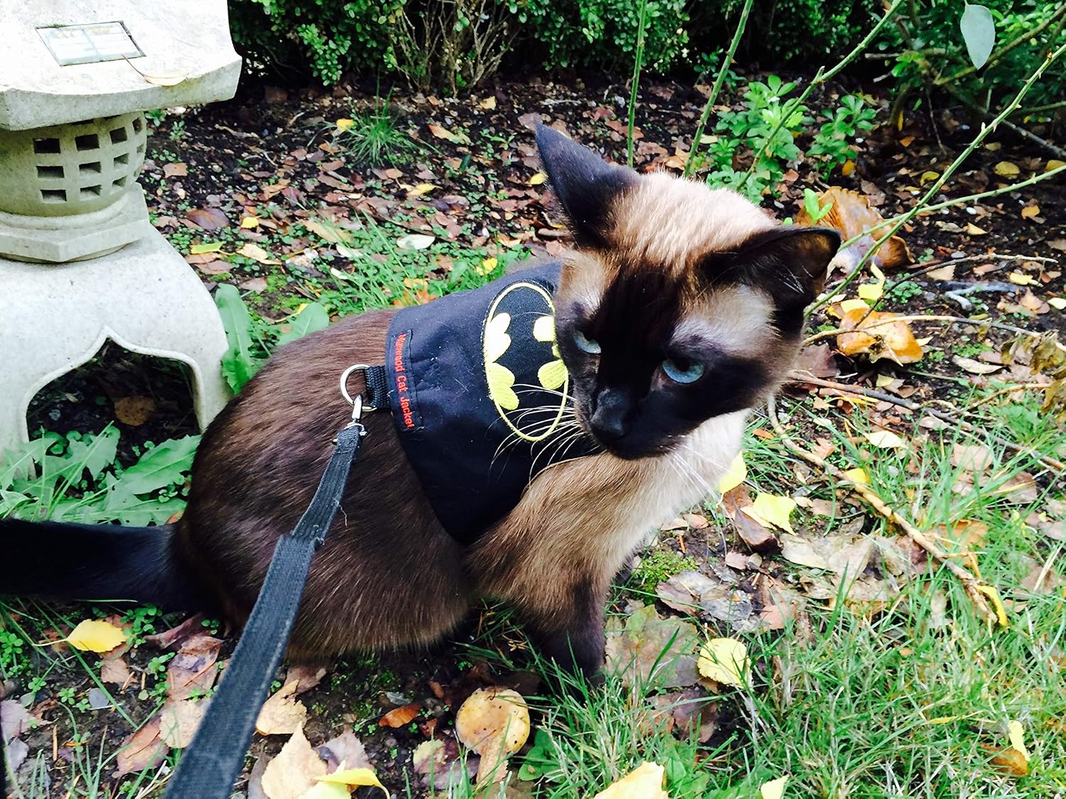 Harnais chat Batman noir