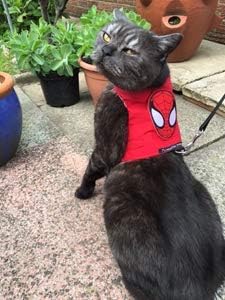 Harnais chat adulte Mynwood motif Spiderman