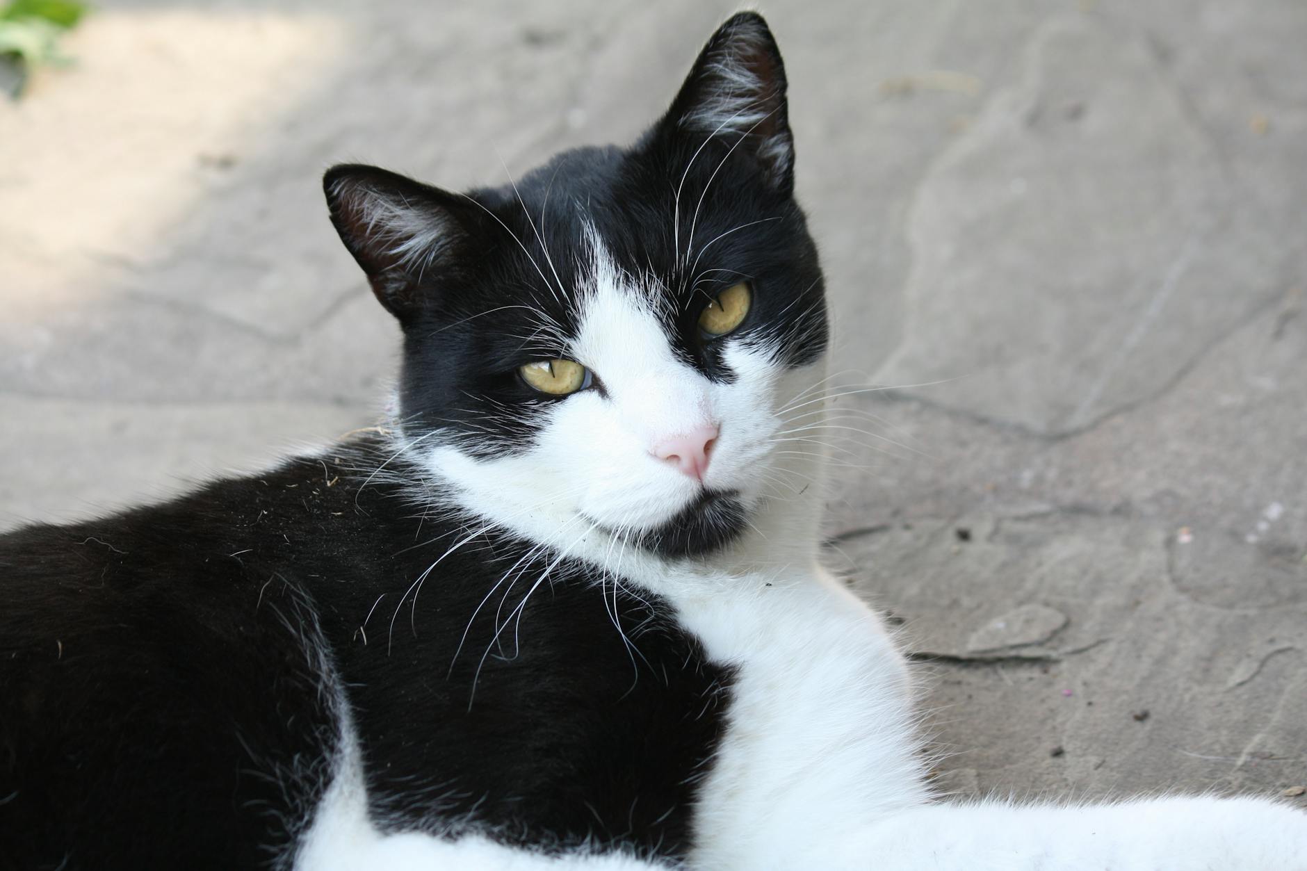 chat noir et blanc