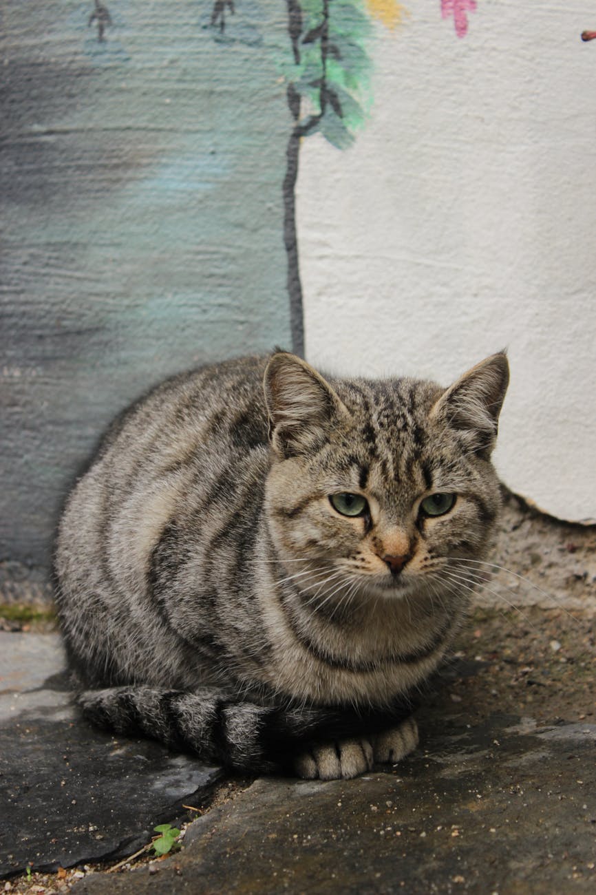 un gros chat tigre couche sur le sol