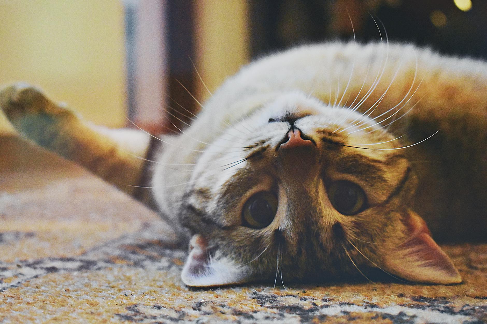 chat espiegle allonge sur un tapis