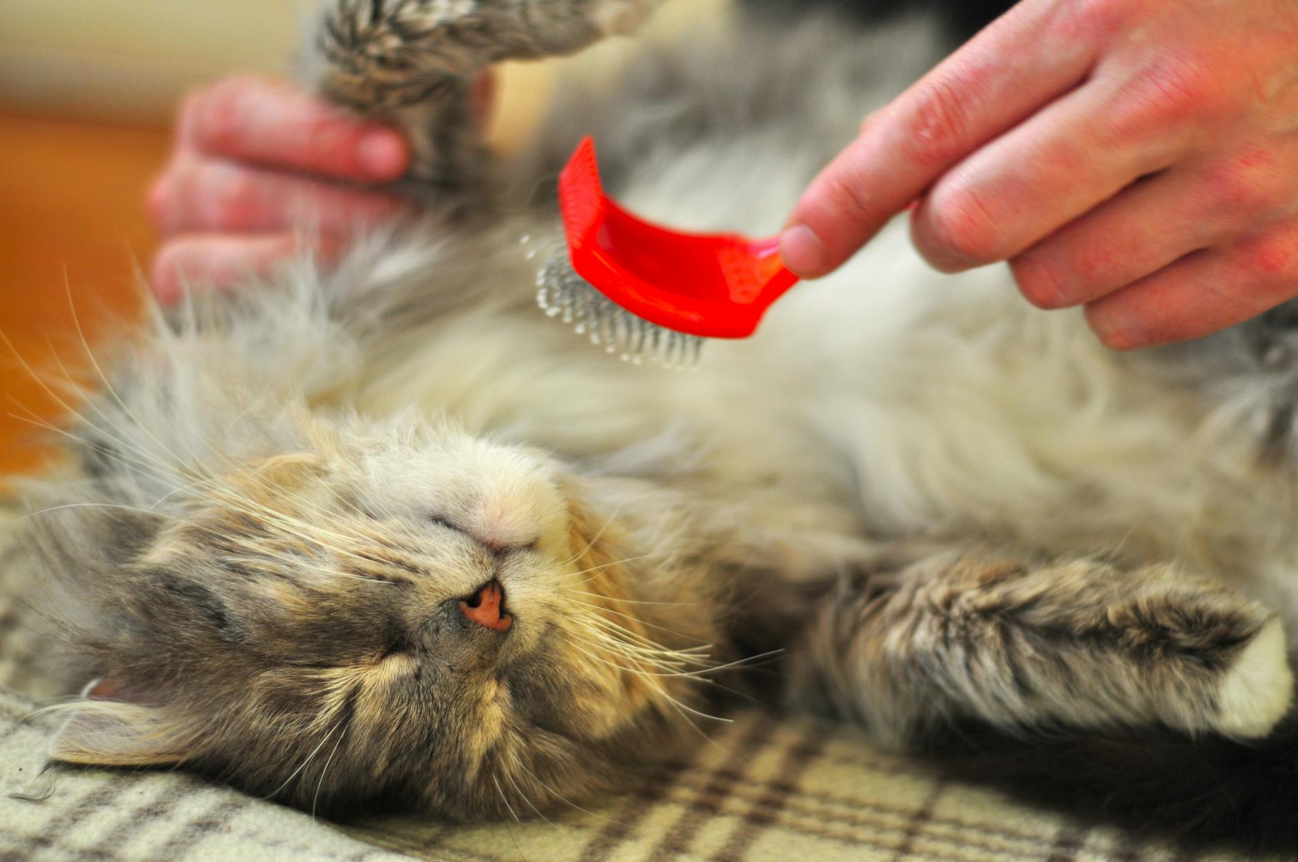 chat detendu en train d etre toilette avec une brosse douce profitant de la chaleur a l interieur