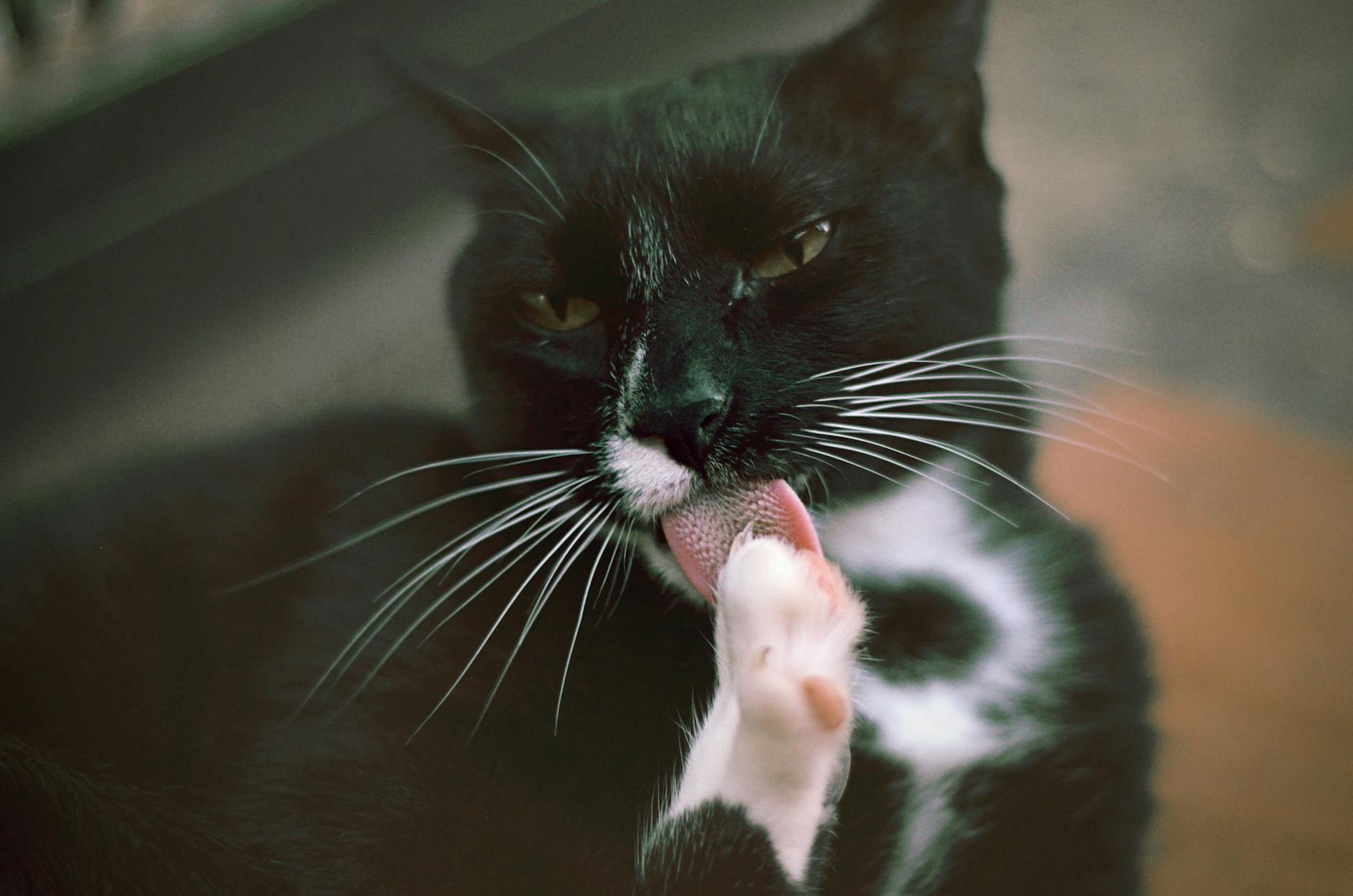 photographie de mise au point selective de chat noir