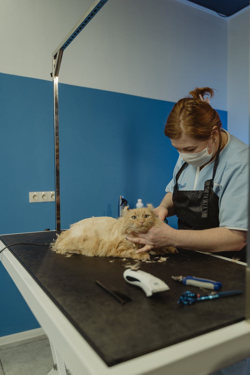 photos gratuites de interieur a fourrure animal de compagnie