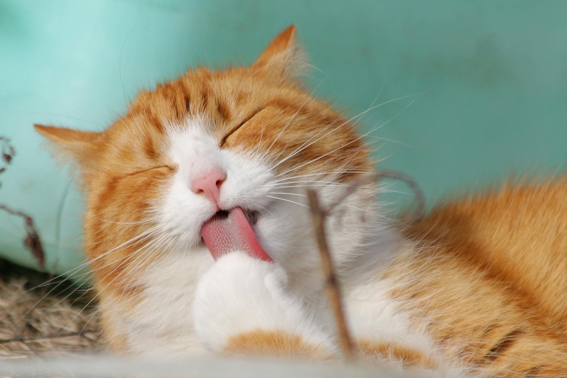 chat jaune et blanc