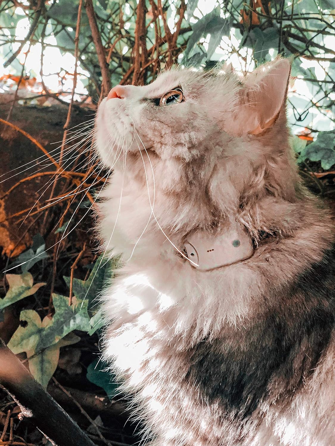 collier connecter pour chat