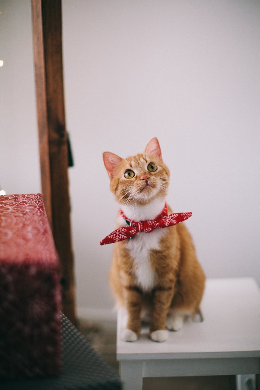 chat tigre orange avec mouchoir rouge assis sur une table blanche