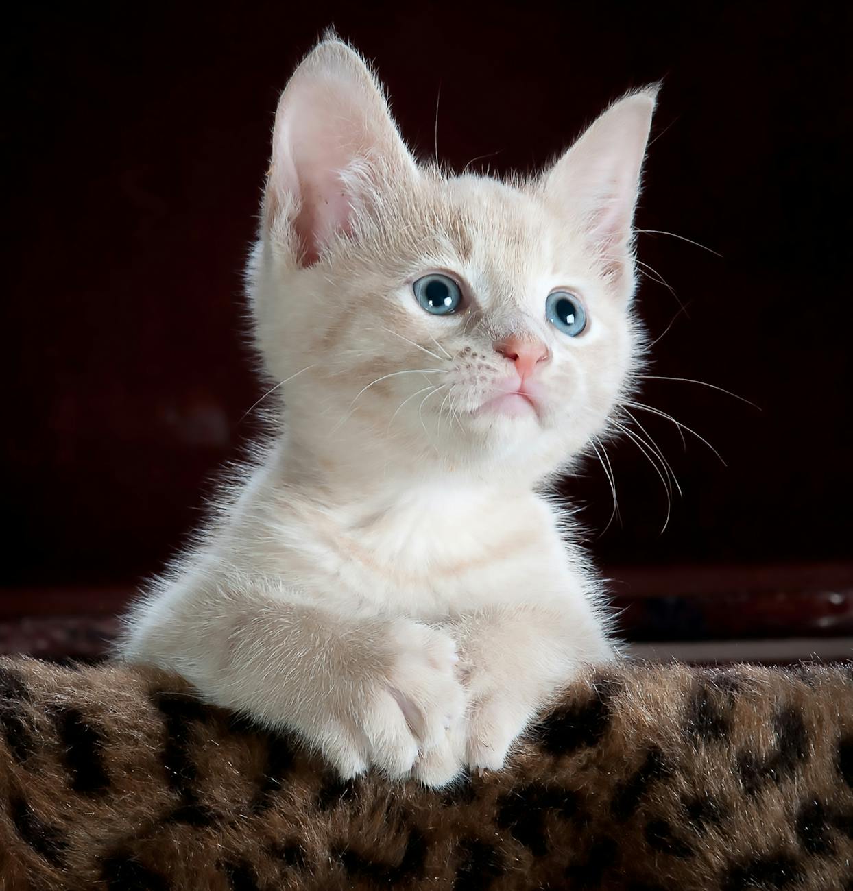 chaton blanc et gris sur textile imprime leopard marron et noir