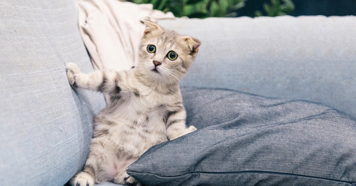 photo de chaton tigre gris et blanc assis sur un canape
