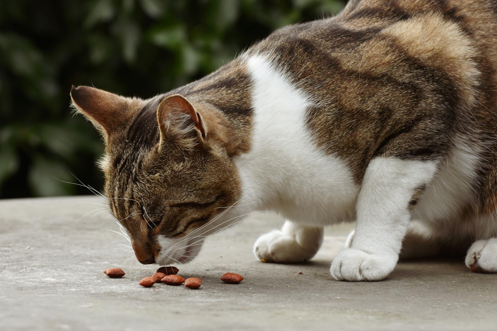 un chat tigre domestique savoure un repas a l exterieur sur une surface en beton