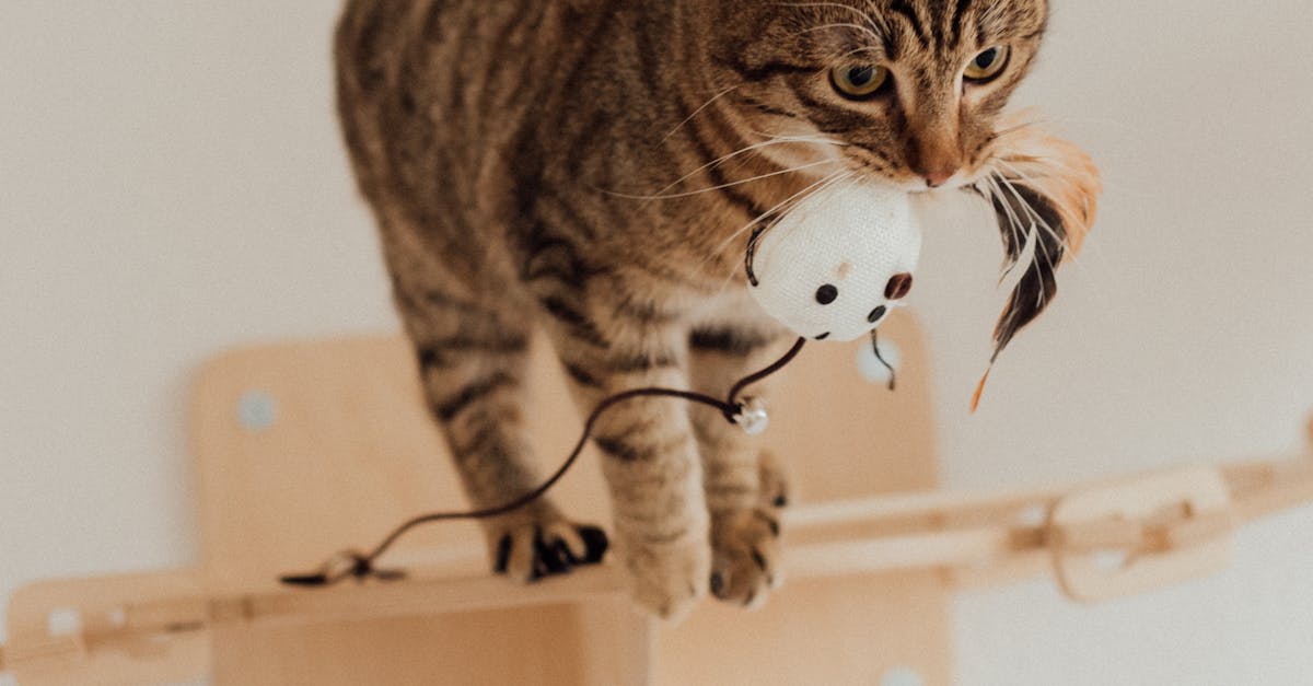 photo d un chat tigre brun jouant