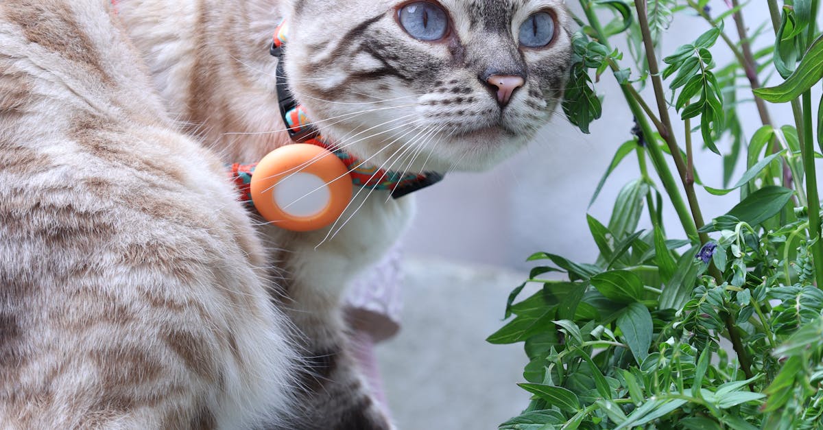 adorable chat blanc aux yeux bleus explorant un jardin luxuriant a bristol au royaume uni