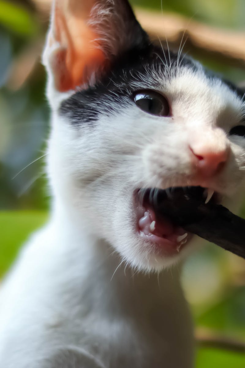 un chaton curieux mordille de maniere ludique une branche entouree de feuilles vertes luxuriantes mettant en valeur ses instincts naturels