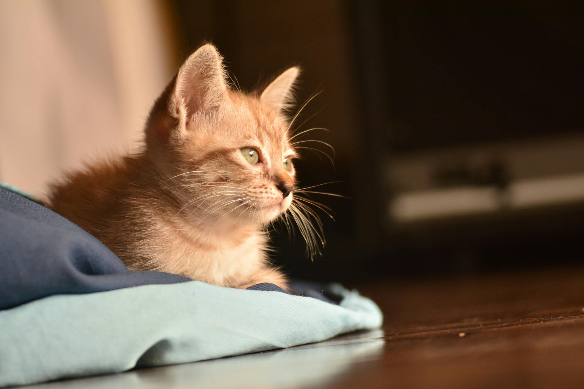photo en gros plan de chat tigre orange