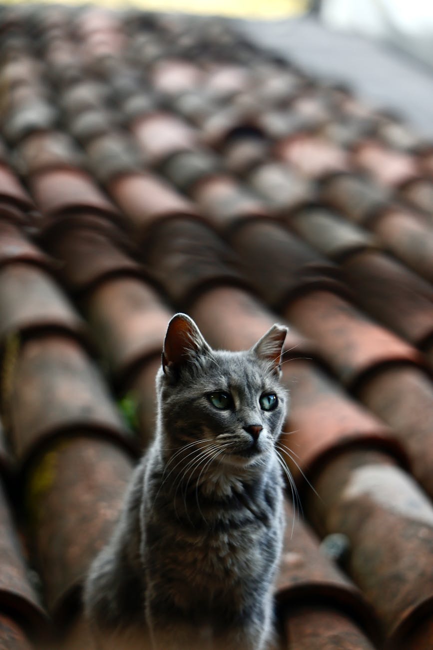 un chat gris est assis gracieusement sur un toit de tuiles rustiques capturant un moment serein en plein air