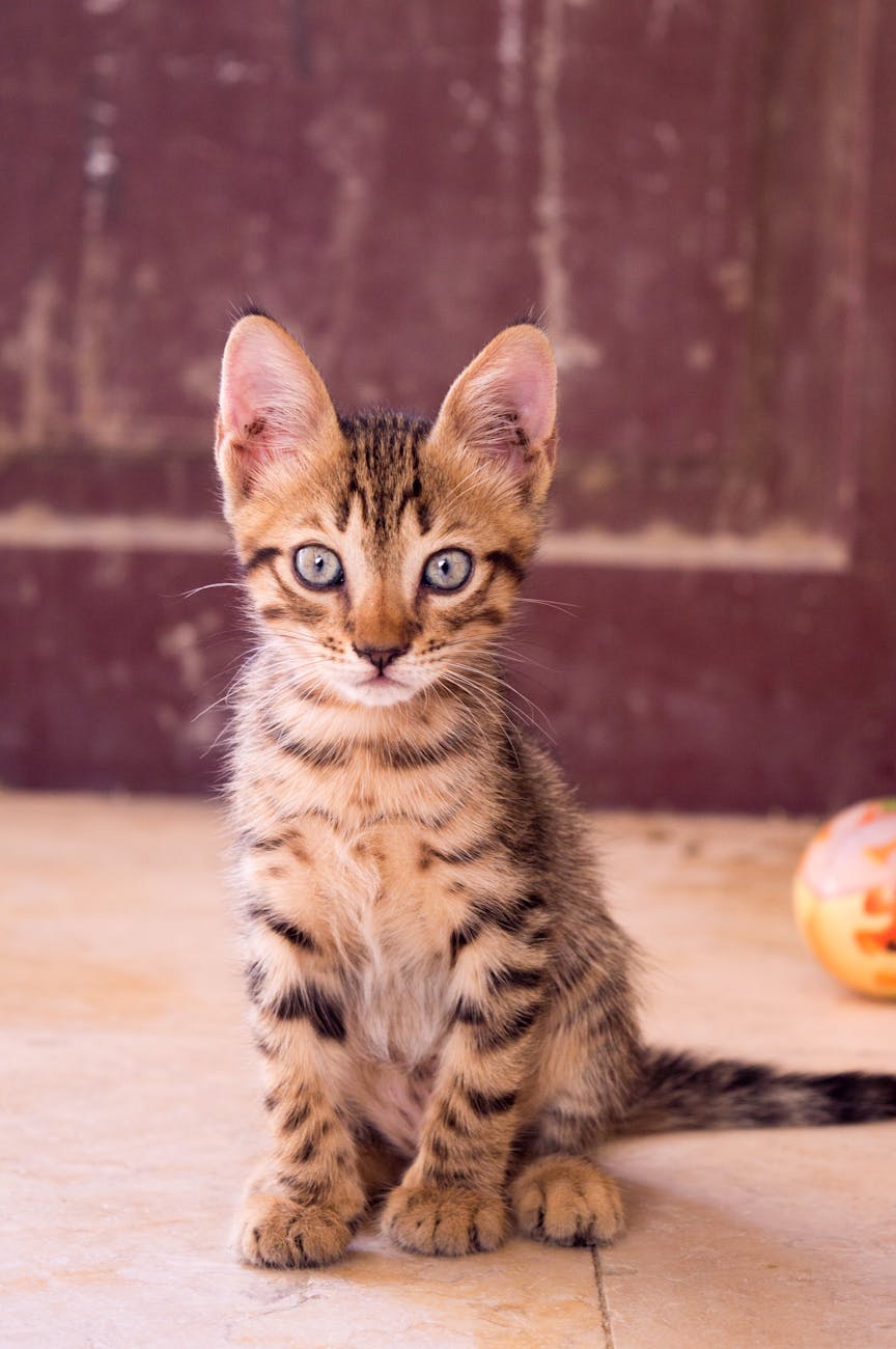 photographie de gros plan de dragon li kitten
