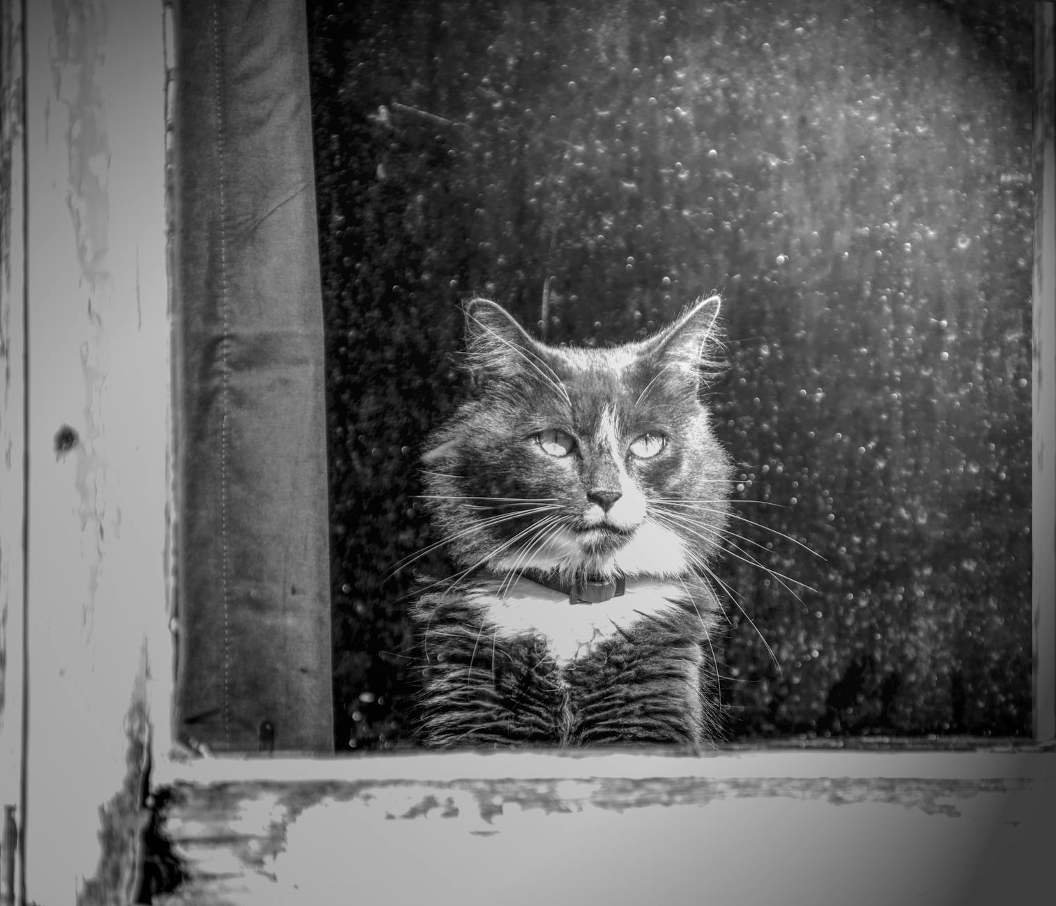 image en noir et blanc d un chat regardant a travers une vieille fenetre avec une expression contemplative