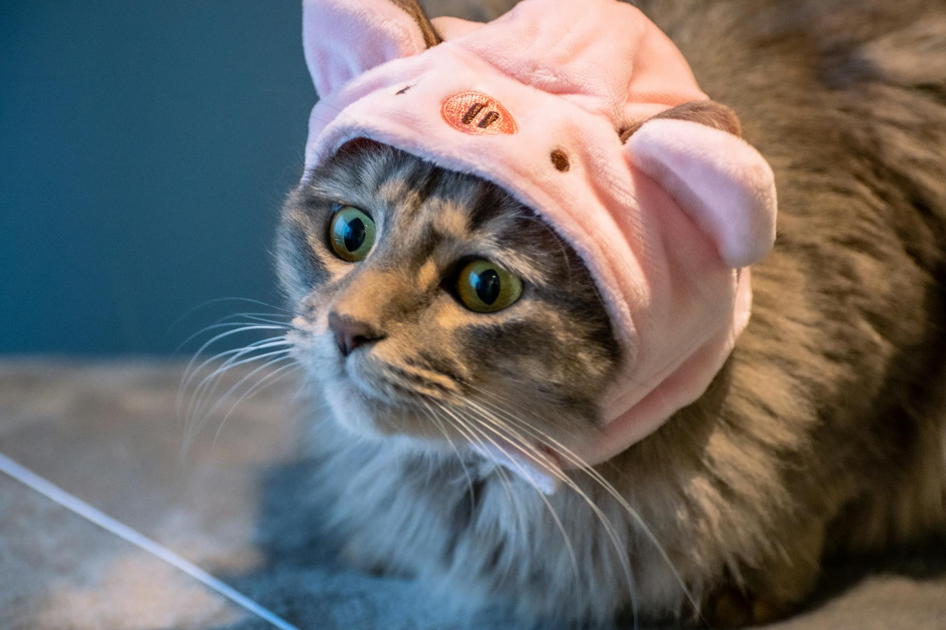 photos gratuites de a fourrure a la mode accessoires