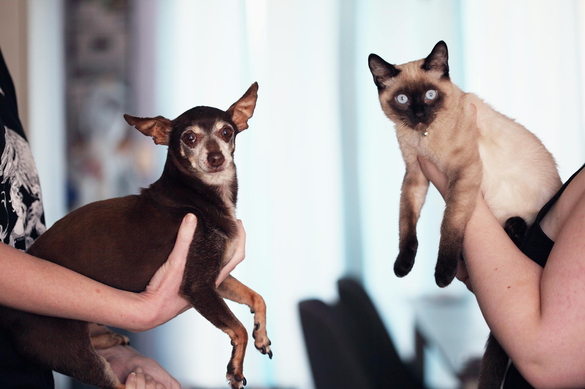 personne tenant le chat siamois et chihuahua