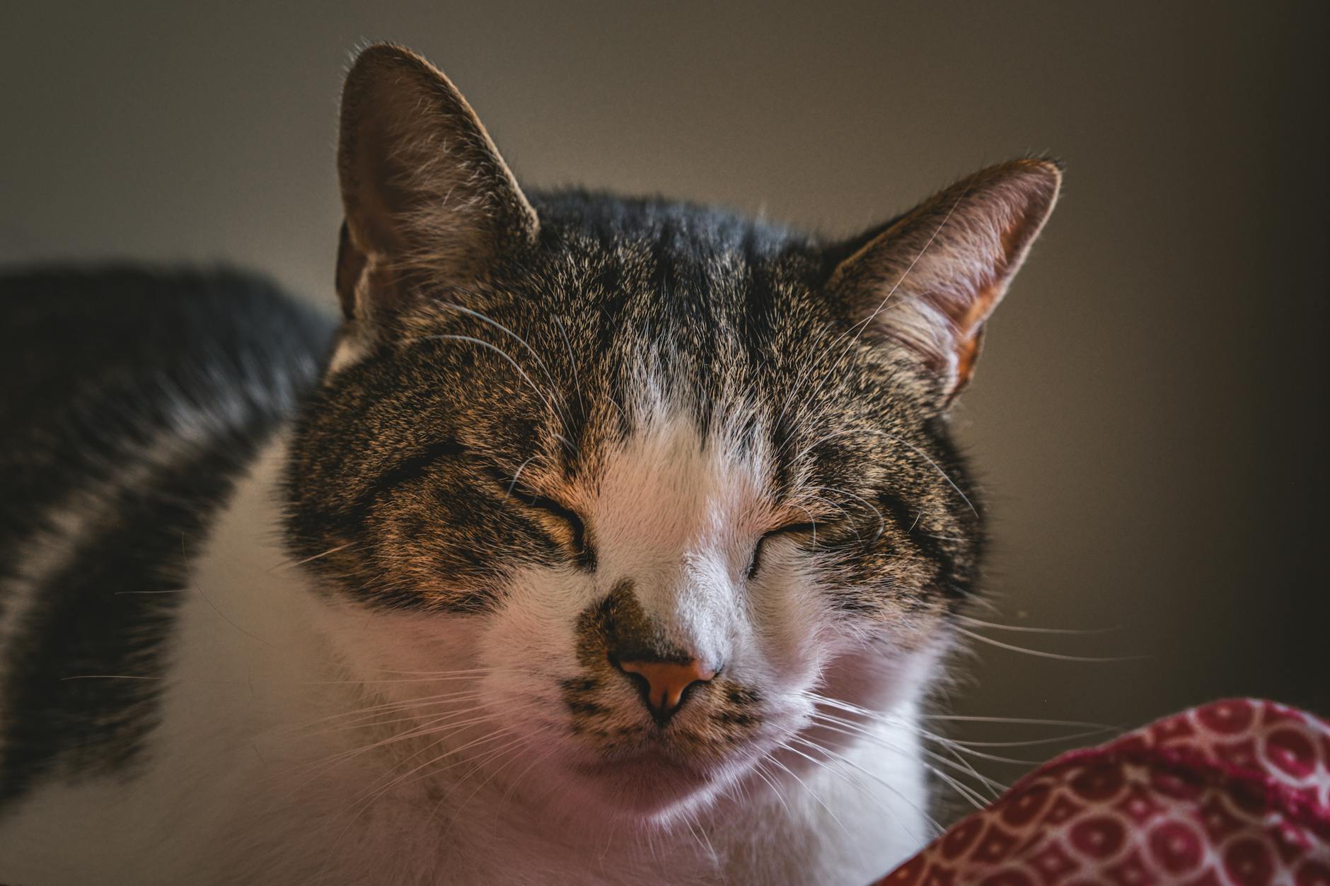 un chat domestique detendu les yeux fermes se reposant a l interieur parfait pour une ambiance chaleureuse