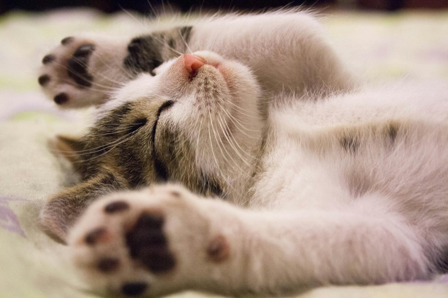 photo en gros plan d un chat endormi mignon