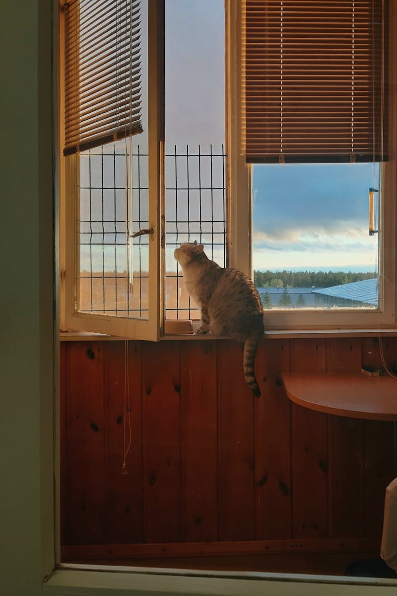 photos gratuites de a l interieur animal animal de compagnie