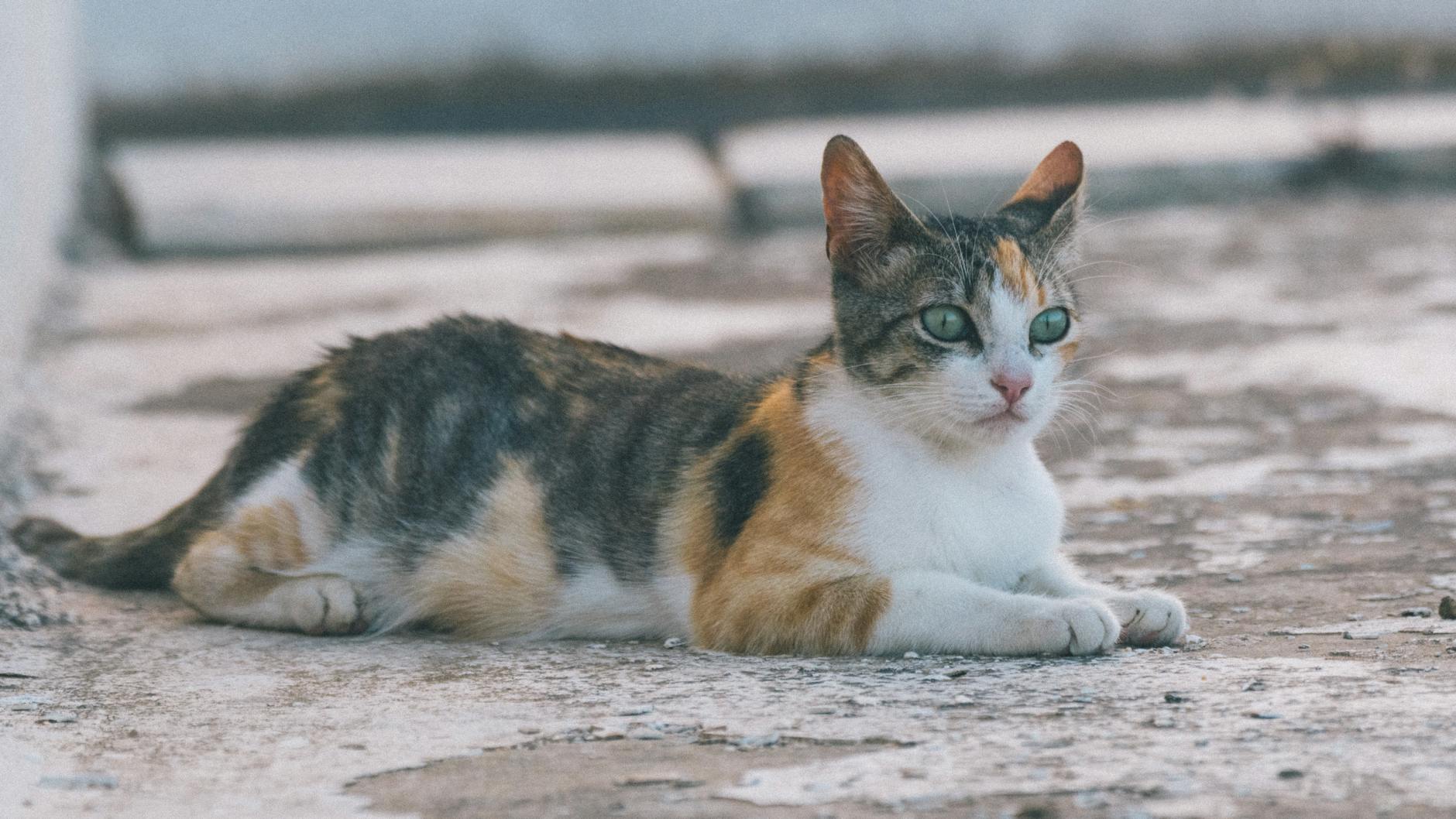 un chat calico serein se reposant sur une surface ensoleillee a l exterieur en tunisie