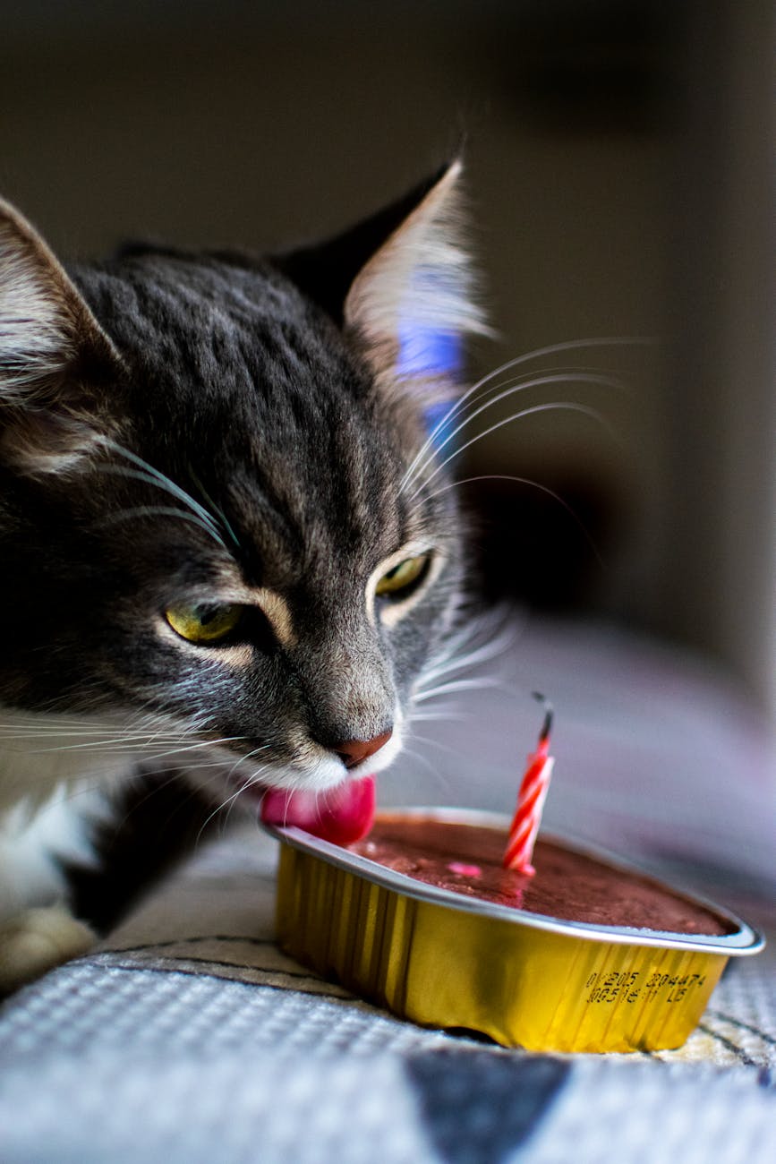 photos gratuites de interieur adorable aliments