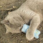 Chaton joueur mordillant une peluche PRETTY KITTY remplie d’herbe à chat à parfum de menthe