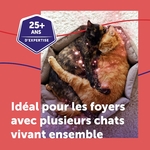 Chats calmes et détendus autour du diffuseur FELIWAY Friends en fonctionnement