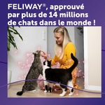 Ambiance harmonieuse à la maison avec plusieurs chats grâce aux phéromones FELIWAY