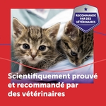 Chats apaisés jouant ensemble dans une maison paisible grâce à FELIWAY Friends