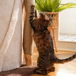 Arbre à chat KZLAA 177,8 cm marron bois massif multi-niveaux pour grands chats