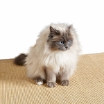 Chaton jouant sur tapis griffoir sisal naturel antidérapant