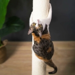 fixation ventouse arbre à chat sur mur peint