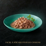 Pelage soyeux chaton nourri SHEBA® luxe.