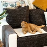 Tapis sisal premium pour chaton joueurs intérieur luxe.