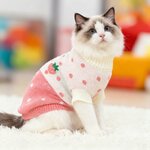 chat élégant avec pull-over premium coloré