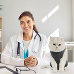 accessoire luxe chat protection plaies chirurgicales