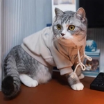 Sweat-shirt chat haut de gamme occasion festive teinte abricot.