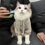 Manteau chat abricot premium en action sur félin élégant.