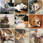 Lot de 30 bâtons molaires pour chat naturel, jouet à mâcher premium.